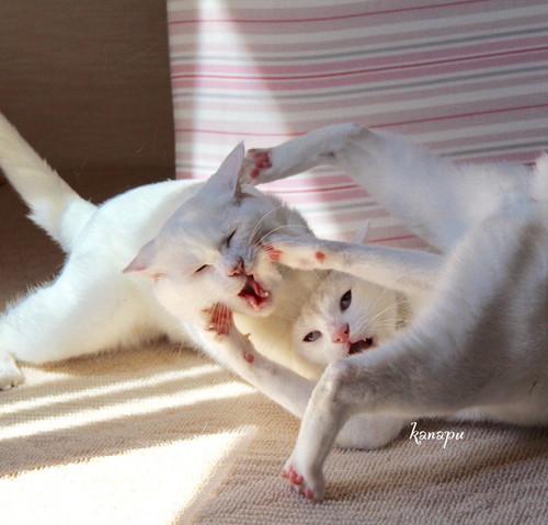 ぷーさんとリリーちゃん