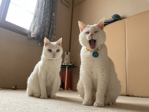 ぷーさんとリリーちゃん