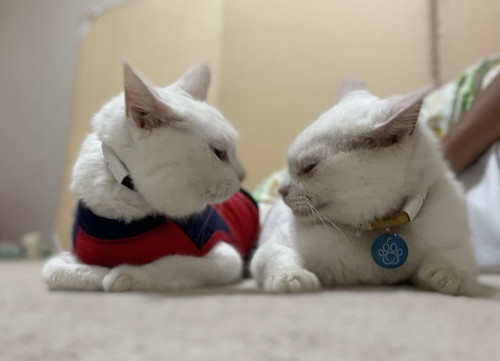 ぷーさんとリリーちゃん