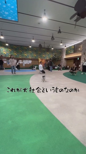 犬社会の厳しさを知ったおもちちゃん