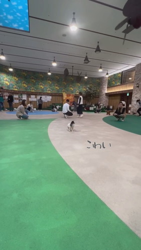 犬社会の厳しさを知ったおもちちゃん