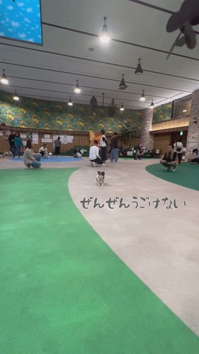 犬社会の厳しさを知ったおもちちゃん
