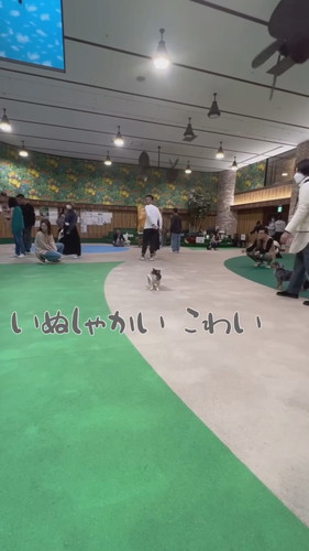 犬社会の厳しさを知ったおもちちゃん