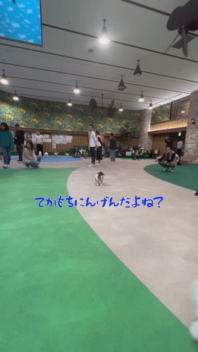 犬社会の厳しさを知ったおもちちゃん