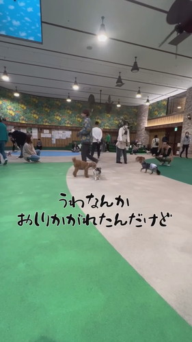 犬社会の厳しさを知ったおもちちゃん