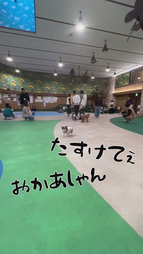 犬社会の厳しさを知ったおもちちゃん