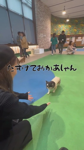 犬社会の厳しさを知ったおもちちゃん