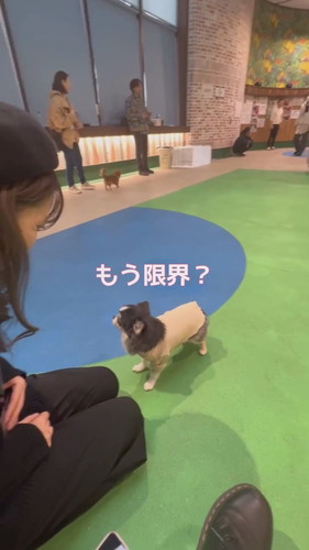 犬社会の厳しさを知ったおもちちゃん