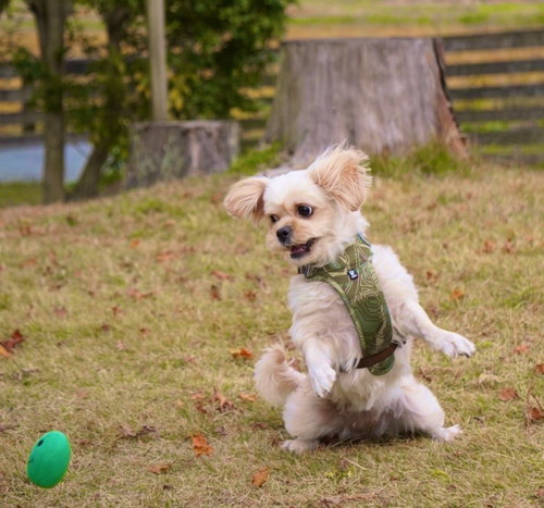 ボールを取り損ねちゃったらむちゃん