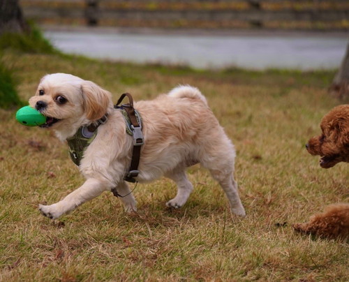 ボールを取り損ねちゃったらむちゃん