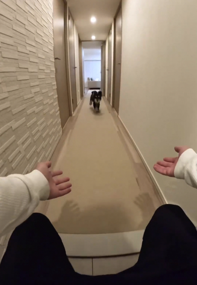 全速力で廊下を走るミニチュアシュナウザー