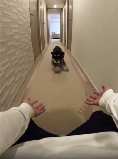 廊下の途中からスライディングをするミニチュアシュナウザー