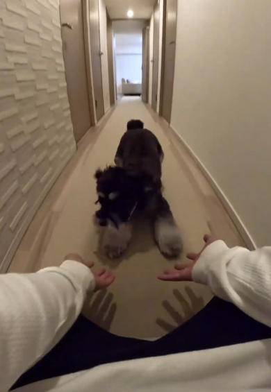 あっという間に飼い主さんとの距離を縮めるミニチュアシュナウザー