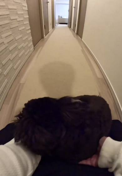 飼い主さんの腕にだいぶするミニチュアシュナウザー