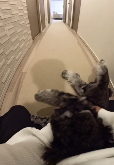 犬とは思えない鳴き声で甘えるミニチュアシュナウザー