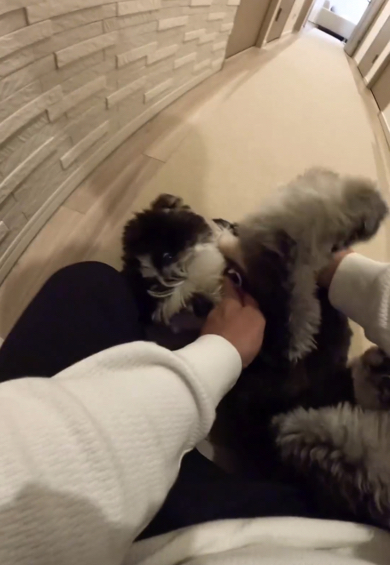 愛情いっぱいミニチュアシュナウザーを愛でる飼い主さん