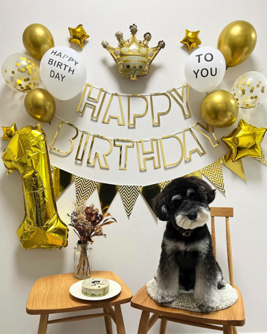 11月10日に誕生日を迎えたミニチュアシュナウザー