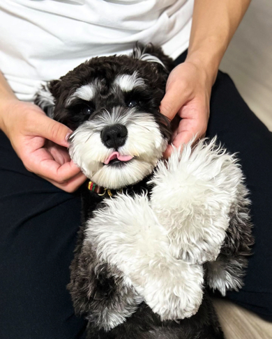 とっても甘えん坊なミニチュアシュナウザー