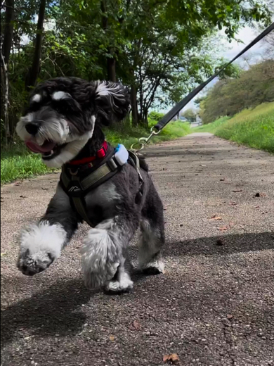 楽しそうに走るミニチュアシュナウザー