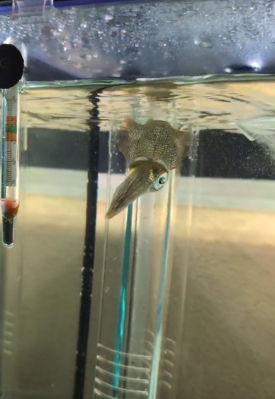 大好物のエビを発見して大興奮のアオリイカ