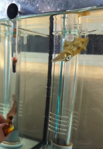 体の色を変化させて獲物を狙うアオリイカ