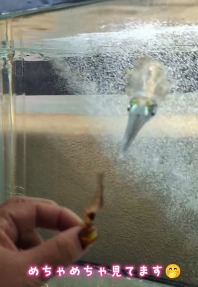 泡に擬態して透明になるアオリイカ