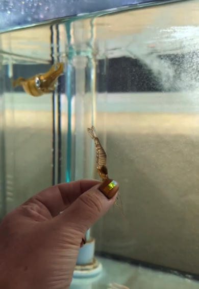 エビの様子をうかがっているアオリイカ