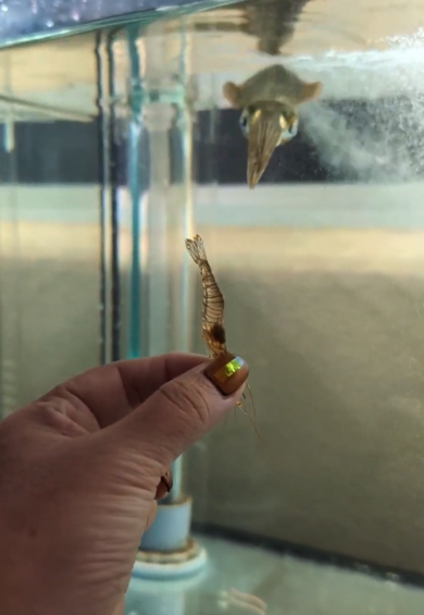 エビをガン見するアオリイカ