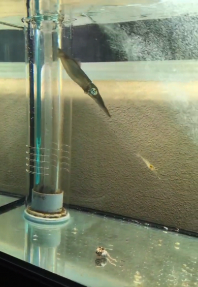 投入されたエビに突撃するアオリイカ