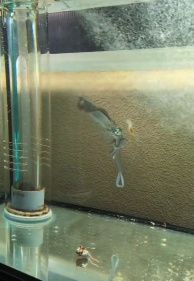 伸びる触手がポケモンの技みたい