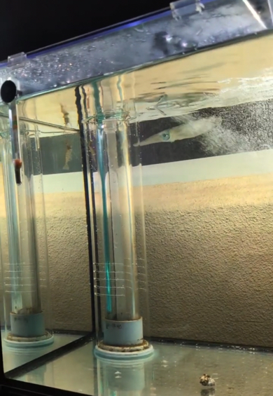 エビを追い詰めるアオリイカ