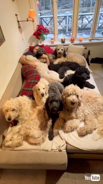 ベッドに寝ている飼い主とたくさんの犬