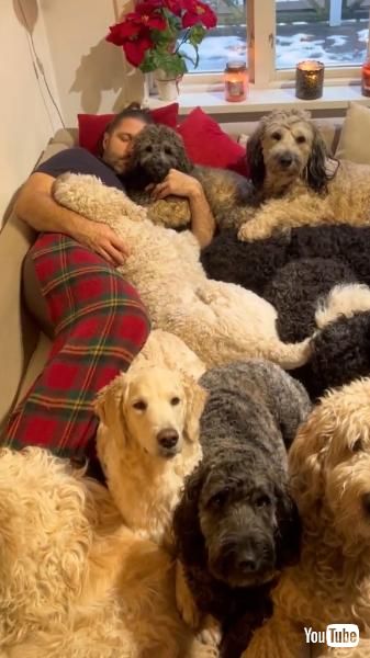 犬に囲まれて寝る飼い主さん