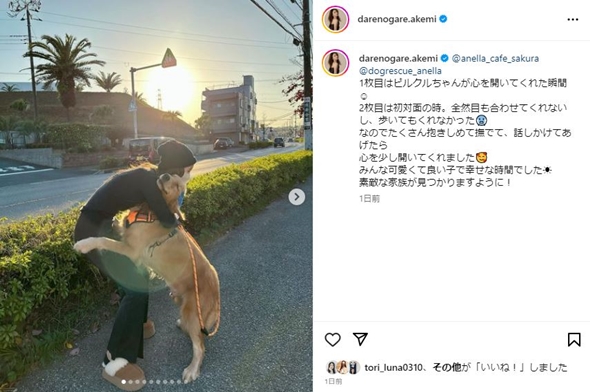 ダレノガレ明美保護犬