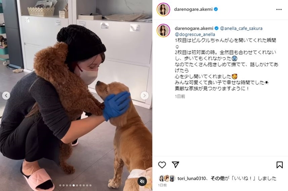 ダレノガレ明美保護犬