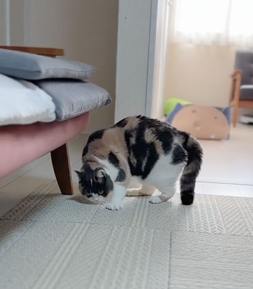 どんくさい猫のやんのかステップ