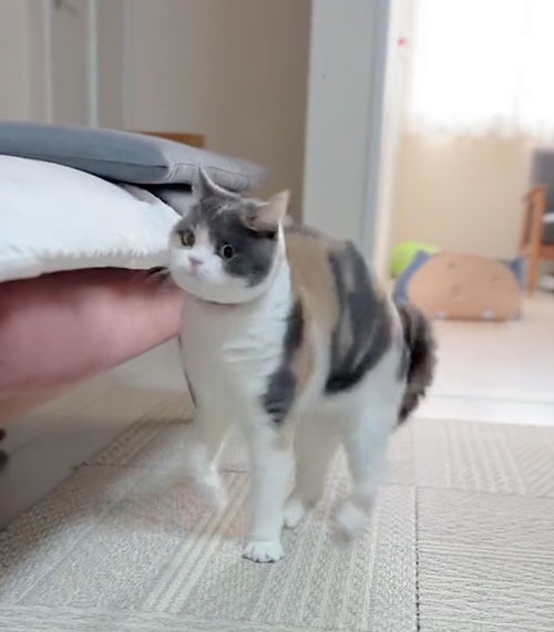 どんくさい猫のやんのかステップ