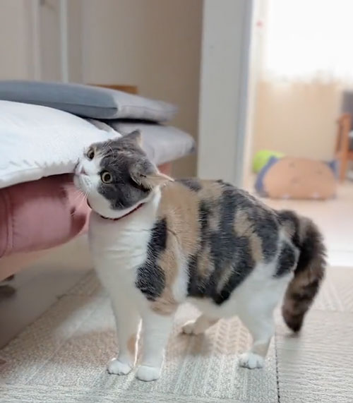 どんくさい猫のやんのかステップ