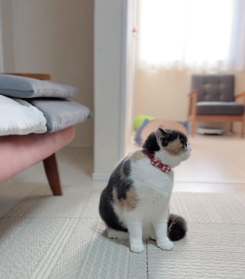 どんくさい猫のやんのかステップ