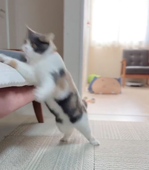 どんくさい猫のやんのかステップ