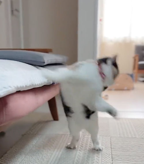 どんくさい猫のやんのかステップ