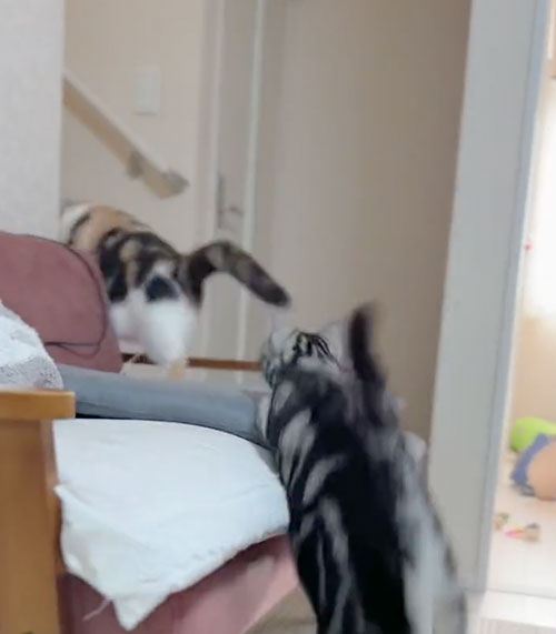 どんくさい猫のやんのかステップ