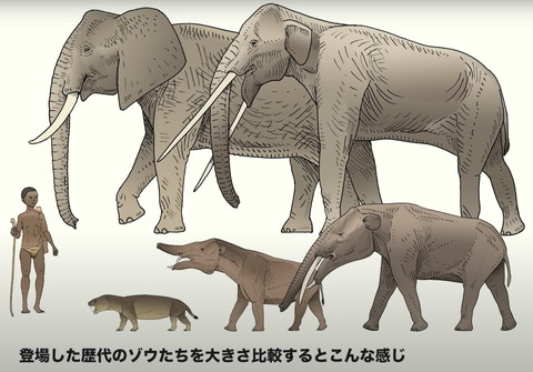 登場した歴代のゾウ