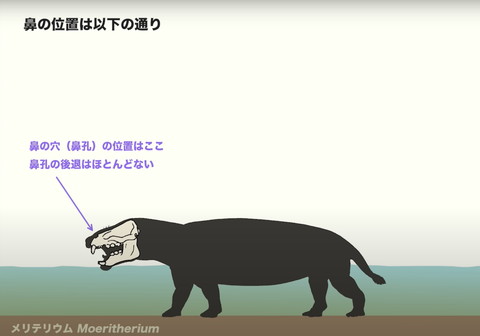 鼻の位置は以下の通り