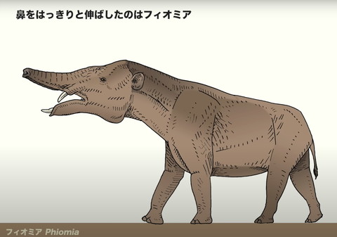 鼻をはっきりと伸ばしたのはフィオミア