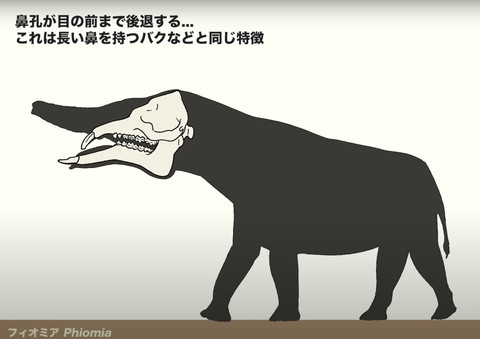 フィオミア頭骨