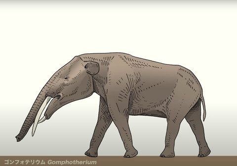 ゴンフォテリウム