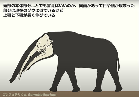 ゴンフォテリウム頭骨