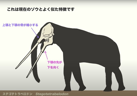 これは現在のゾウとよく似た特徴