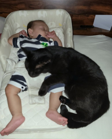 赤ちゃんと猫ちゃん